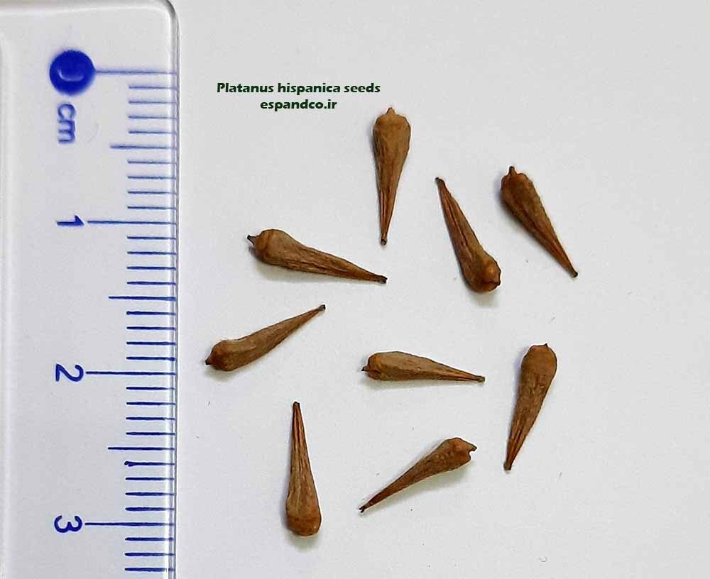 platanus hispanica seeds